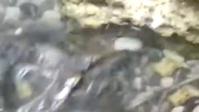 Мои черепашки привезли 30 августа 2016 года в 9 часов (читать описания) смотреть онлайн