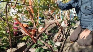 Обрезка и формировка винограда на рожки с толстой лозой на следующий год