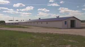 Первая заводская  как в регионе разводят племенных лошадей