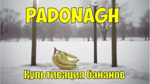 Культивация бананов-Padonagh