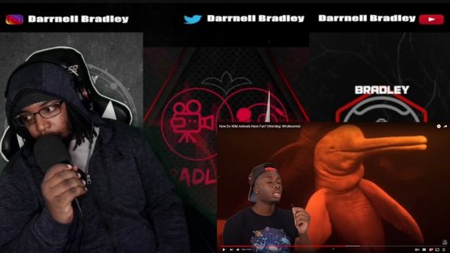 How Do Wild Animals Have Fun? Warning: Wholesome Casual Geographic  DB Reaction