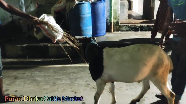 Sadeeq agro ar sob theka tera chagol 😱😱| Sadeeq Agro | Qurbani 2021 | смотреть онлайн