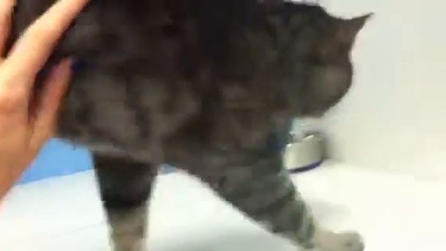 Cleo смотреть онлайн