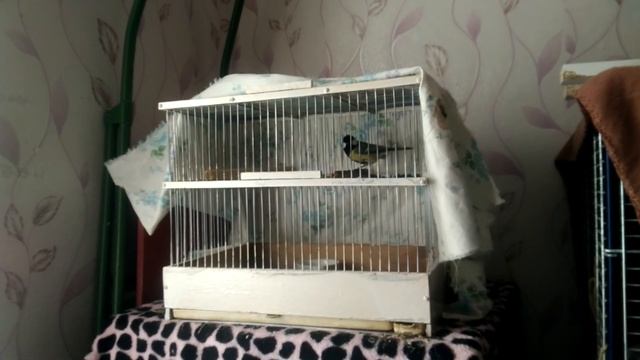 Синиц Брендон. Читай описание смотреть онлайн