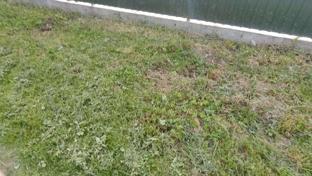 пение птиц живая природа смотреть онлайн