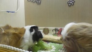 КУЛЬТУРНЫЕ СВИНКИ/ БАЛДЕЖНЫЙ СВИН