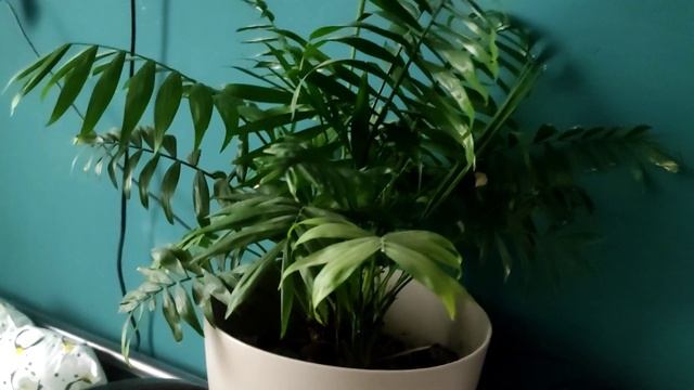 ДНЕВНИК ПОХУДЕНИЯ 🙂 МЫСЛИ В СЛУХ смотреть онлайн