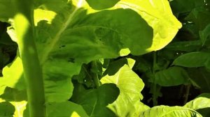 Табак после града и первых заморозков.