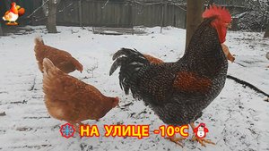 Куры гуляют по снегу в мороз -10ºС ❄️⛄❣️