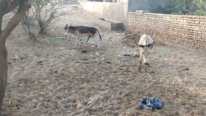 Donkeys Enjoying Mating in jungle @Animalslife142 @MP2animals #trending