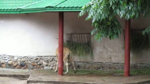 Олень Давида в Московском Зоопарке