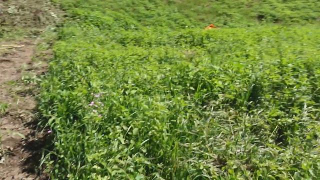 Triple your garden yield with this method ! смотреть онлайн