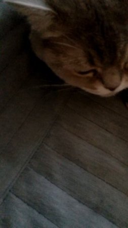 Киса мяукает