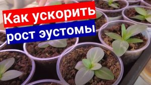 КАК ЗАСТАВИТЬ ЭУСТОМУ РАСТИ. ОБЯЗАТЕЛЬНАЯ ПЕРЕВАЛКА ЭУСТОМЫ В ПИВНЫЕ СТАКАНЫ.