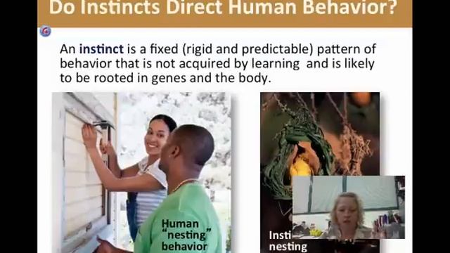 Motivation: instincts, drives, incentives смотреть онлайн