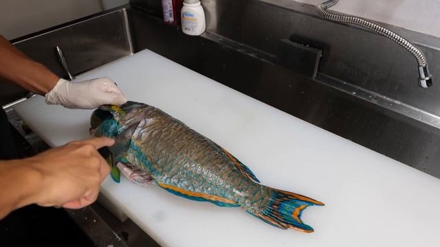 毒々しすぎる巨大魚。素潜りで獲って食べる смотреть онлайн