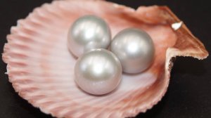 PEARLS  -  Arsel Salyakhov
