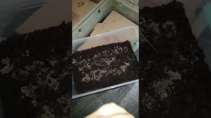 ЗЕВ.7 Первые ошибки!!! ДЕНДРОБЕНА ККЧ Разведение червя!