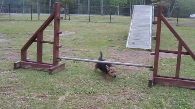 Shadows challenge for agility