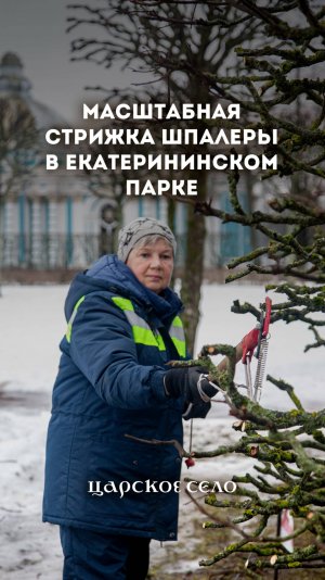 Стрижка шпалеры в Екатерининском парке