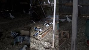 голуби почтовые чехи