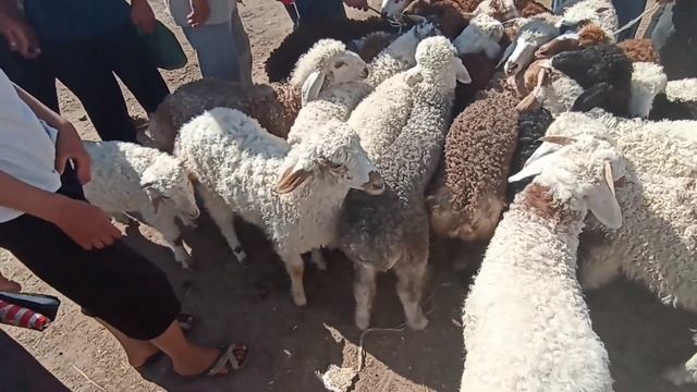 Шымбай мал базар/ 19.06.2022/ мал базар 2022/ Скотный Рынок/ дем бермес/ Dem Bermes/ mal bazar 2022