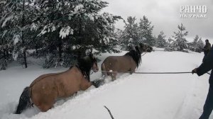 Лошадь с Жеребенком потерялись в лесу/Разведение лошадей/Ранчо на Урале