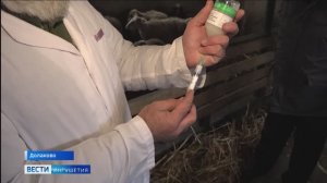 В Ингушетии началась вакцинация КРС и МРС от ящура