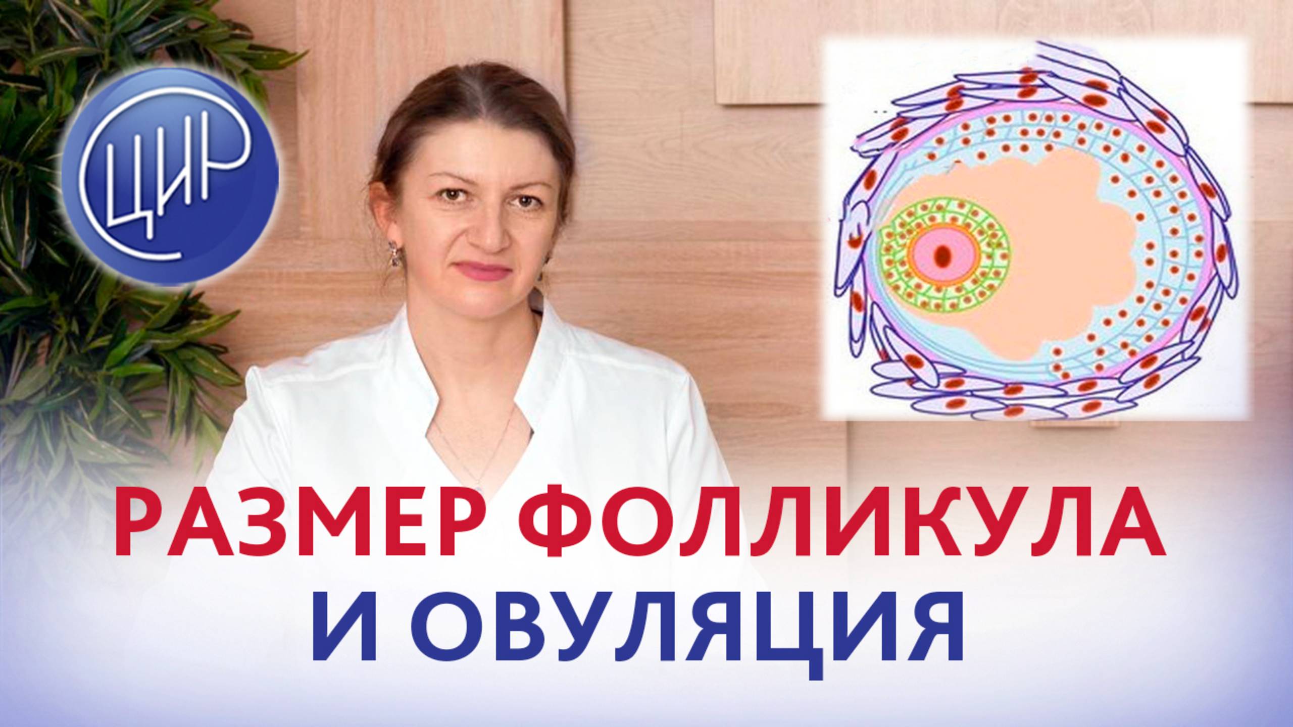 Размер фолликула и овуляция. Дементьева С.Н.