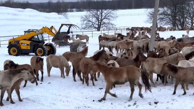 Лошади все таки вернулись к своим жеребятам / Снова приходиться заниматься сортировкой лошадей смотреть онлайн