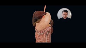 Топография брюшной полости - верхний этаж