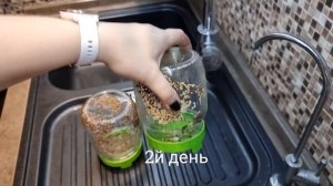 проращиваю семена в банке без субстрата за 5 дней.