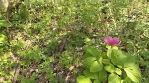 Весенние грибы в лесах Кубани! Саркосцифа алая! Красивые места в лесу! Сказочная природа Кубани!Зме