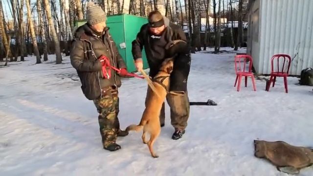 Mal. Troya 5 months.  Тwo assistant