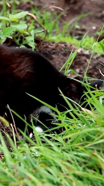 🐟🐱 Did you know that a cat's heart beats almost twice as fast as a human's? #catvideo #catfacts #ca