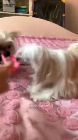 Дети #chinesecrested #hairlessdog #китайскаяхохлатая #shortsvideo#ccd #миникхс#мультик #puppy