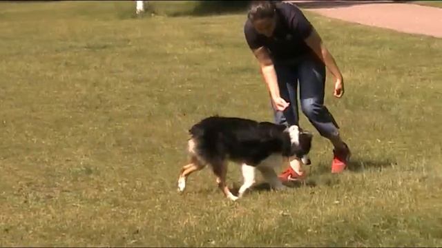 Аусси Гром и Катя, учимся следованию и наведению смотреть онлайн