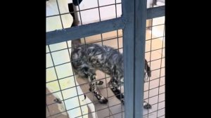 Английский Сеттер Орио 7 мес.