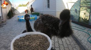 Эму 112 дней – что едят страусята и состав сухого корма 🤗🍲😋