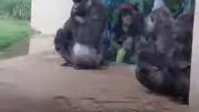 Gorilla Takut Hujan смотреть онлайн