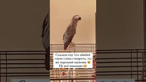 Оборона от Валеры #валера #попугай #cute #funnyvideo #parrot #юмор #birds