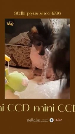 Ну, да  #chinesecrested #hairlessdog #китайскаяхохлатая #shortsvideo#ccd #миникхс #мультик #puppy