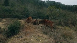 Outdoor Gear Review- Naturehike CW1000 Winter Sleeping BAG