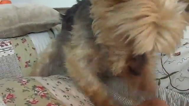 Yorki Sonja.Смешной Йорк Соня