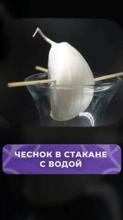 Через НЕДЕЛЮ с вашим чесноком в воде произойдет ЭТО! #чеснок #растения