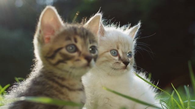 ШОК! Никто не мог поверить, что ЭТО случилось!!! смотреть онлайн