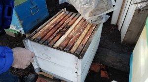 ЗИМНИЙ ОСМОТР ПЧЕЛОСЕМЕЙ