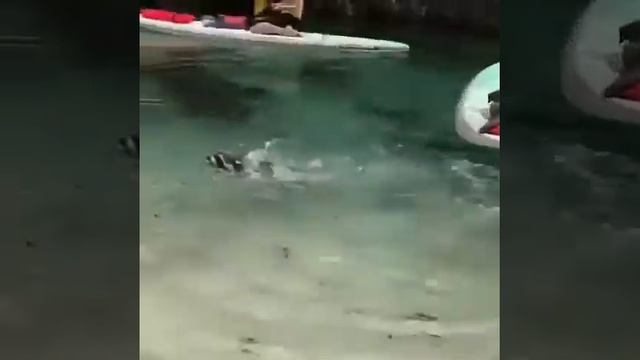 Енот Вор смотреть онлайн