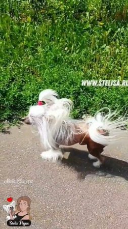 Иду и думаю, ЖИЗНЬ Прекрасна #chinesecrested #hairlessdog #китайскаяхохлатая #shortsvideo#миникхс