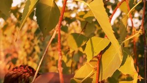 Эстетика лошадей шляйх/ schleich/ лошади Шляйх